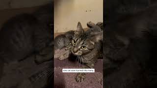 Kittens born in bodega basement find forever homes [upl. by Salomone10]