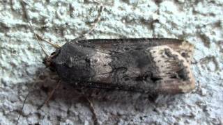 Ipsilon Dart Moth Noctuidae Agrotis ipsilon Dorsal view [upl. by Aciraj]