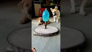 dog funny doglover puppy pets [upl. by Aielam759]