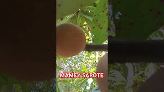 MAMEY SAPOTE shorts shot [upl. by Rosita]