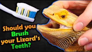 How to Brush your Bearded Dragons Teeth [upl. by Sewell]