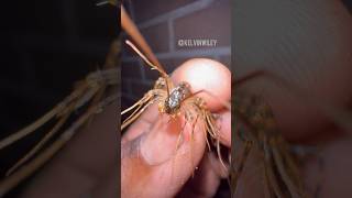 Handling a House Centipede myriapodscentipedeinsectsbuganimalstarantulaspiderarthropodsfyp [upl. by Sharron]