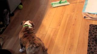 10 week old English Bulldog Puppy chases the mop [upl. by Shara699]