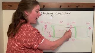 Lecture 14g Saltatory Conduction [upl. by Huggins364]