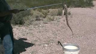 Rattlesnake Avoidance Training [upl. by Leroy280]