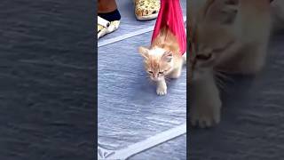 kitten adoptarescue dogowner dog cat rescuedandloved petowner doglife pets pawsrescue [upl. by Nylak4]