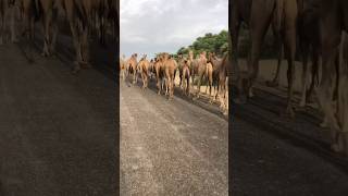 Camel walking in sequence [upl. by Miguelita935]