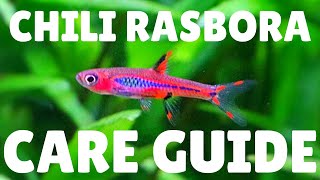 Chili Rasbora Care Guide  The Best Nano Fish [upl. by Eserahc]