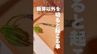 【観葉植物】新芽以外をカットすると、こうなります。 ツピタンサス 植物 houseplants ツピダンサス [upl. by Serle]