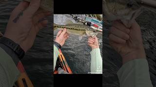 November Bass Fishing Docks with a Lipless Crankbait fall bassfishing shorts [upl. by Gurango]