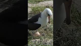 Wisdom The Laysan Albatross Laying An Egg educationalvideo birdeggs birdnest albatrosses [upl. by Aynad]