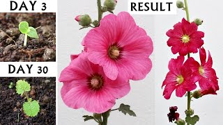 How to Grow Hollyhocks from Seeds I Seed to Seedling🌱 I Perennial Garden [upl. by Hervey181]