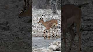 Impala in Etosha National Park Namibia [upl. by Ycam]