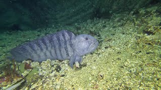 Dive site Tuvveggen in Saltstraumen Norway  Dykning vid Tuvveggen Saltströmmen [upl. by Cherin753]