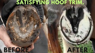 Best Horse Hoof Cleaning [upl. by Meng]