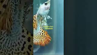 96 Guppy fish  molly breeding how to care for Molly fish  Molly fish breeding in Bengali [upl. by Dewhirst]