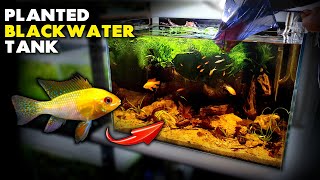 Aquascape Tutorial GOLD RAM CICHLID Planted Blackwater Aquarium How To Step By Step Setup Guide [upl. by Lanza]