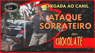 CHOCOLATE  Pitbull AGRESSIVO  Chegada ao Canil  Parte 1  SERGIO CANTADEIRO [upl. by Ransell]