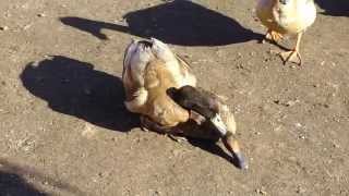 Khaki Campbell Ducks Mating [upl. by Elizabeth]