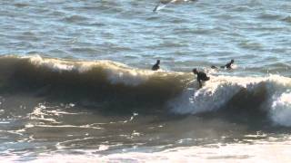 Gower surfing  Wales [upl. by Enellek]