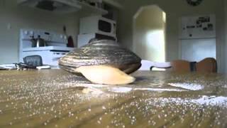 Live Clam Licks Salt On a Table [upl. by Anual]