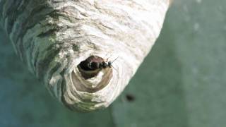 Bald faced Hornet [upl. by Bruni]