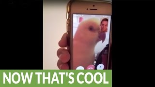 Parrot uses FaceTime to chat with owner [upl. by Acirret157]