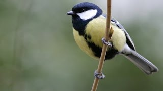 CHANT DE LA MÉSANGE CHARBONNIÈRE AU PRINTEMPS [upl. by Nivad]