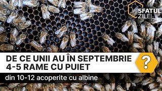 De ce unii au în septembrie 45 rame cu puiet din 1012 acoperite cu albine [upl. by Cadel116]