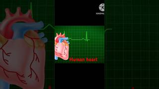 Human anatomy heart3D heart animation anatomy heartdoctor heartburn [upl. by Hedva]