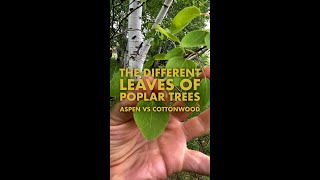 Different Leaves of Poplar Trees  Aspen vs Cottonwood [upl. by Ameh921]