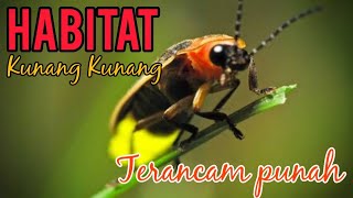 HABITAT KUNANG KUNANG TERANCAM PUNAH [upl. by Jovita479]