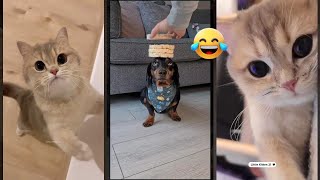 Cat videos 😹 kitten meowing 😾 CuteFunnyCats 1166 [upl. by Safir114]