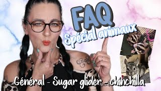 ❓ FAQ ❓ speciale animaux  Général  Chinchilla  Sugar Glider [upl. by Veda]