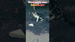 selalu merepotkan😻 kucingpemalas cat catlover kucinggaduh kucing kucinglucu [upl. by Allecsirp]