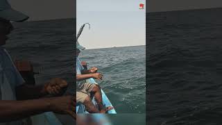 Sea Fish Catching Videos [upl. by Ellesirg]