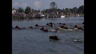 Chincoteague Pony Swim Takes On Year 99 [upl. by Bristow240]