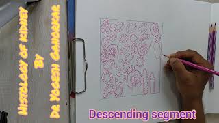 HISTOLOGY OF KIDNEY  HOW TO DRAW HISTOLOGICAL DIAGRAM OF KIDNEY BY DR YOGESH GANORKAR [upl. by Nofpets]