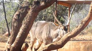 Bowhunt Waterbuck [upl. by Hatfield]