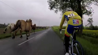 Des chevaux en pleine course cycliste [upl. by Acacia]