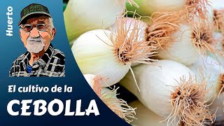 CEBOLLAS COMO SEMBRAR PLANTAR Y CULTIVAR CON ÉXITO CEBOLLAS DE TODO TIPO [upl. by Kneeland]