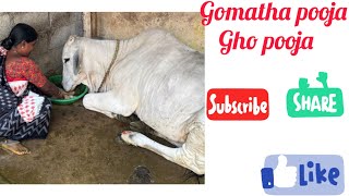 Gomatha pooja  Gho pooja  Cow pooja  Gomatha pooja by Maa  Devotional [upl. by Dlanger]