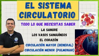 EL SISTEMA CIRCULATORIO CARDIOVASCULAR G ROJOS BLANCOS PLAQU LA CIRCULACION humana MAYOR Y MEN [upl. by Ellinet]