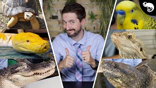 What is THE BEST pet reptile [upl. by Ybba]