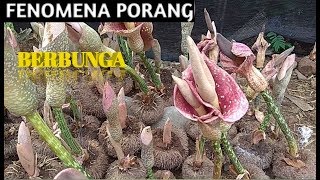 Fenomena bunga porang [upl. by Ruyam117]