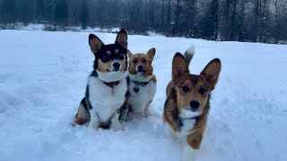 Corgi Snow Play [upl. by Libnah]