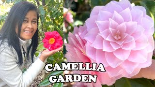 The Best Camellia Garden Ive Ever Seen  Filoli Gardens Camellia Collection🌸 [upl. by Nedyaj]