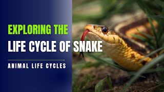 Snake Life Cycle Video  Life Cycle Of Snake In Hindi  Saamp Ki zindagi [upl. by Margi255]