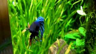 My Betta Splendens in Nano Cube 30 [upl. by Jacy]