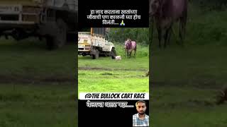 बैलाचा थरार पाहा 🥵❤️‍🔥👑 bailgada बैलगाडा bailgadasharyat शर्यत bullock [upl. by Paula]